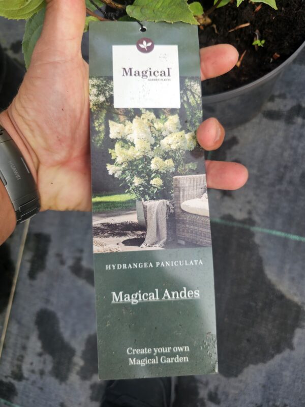 Hortensja Magical Andes - obrazek 3