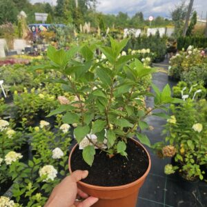 Hortensja Pixio