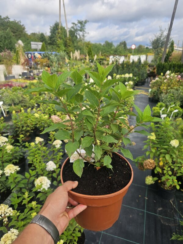 Hortensja Pixio