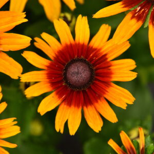 Rudbekia SmileyZ™ Joyful