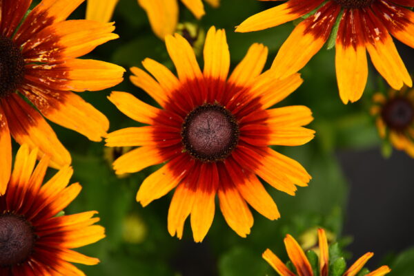 Rudbekia SmileyZ™ Joyful