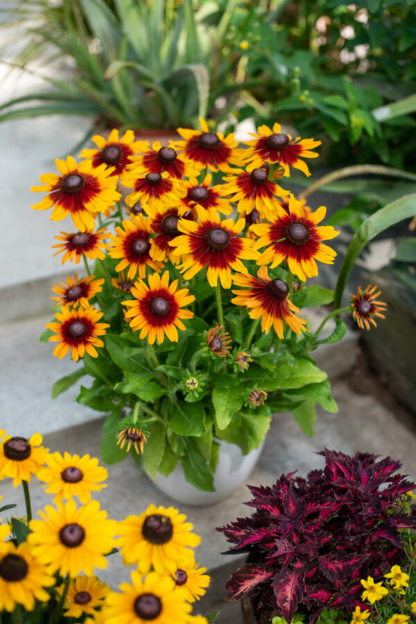 Rudbekia SmileyZ™ Joyful - obrazek 2