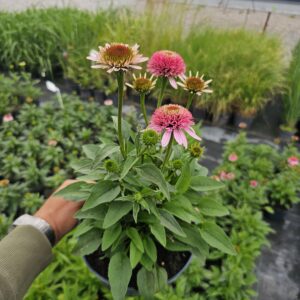 Jeżówka Sombrero Double Pink