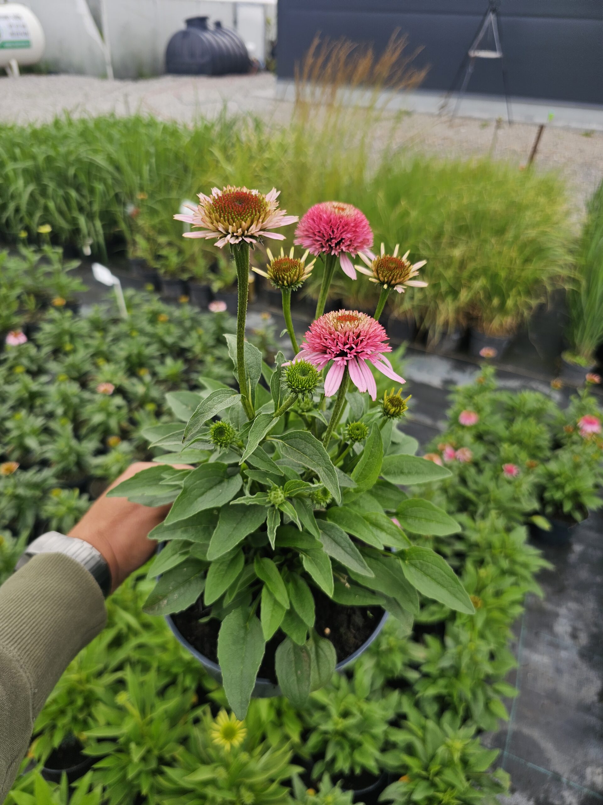 Jeżówka Sombrero Double Pink