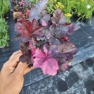 Żurawka Midnight Rose