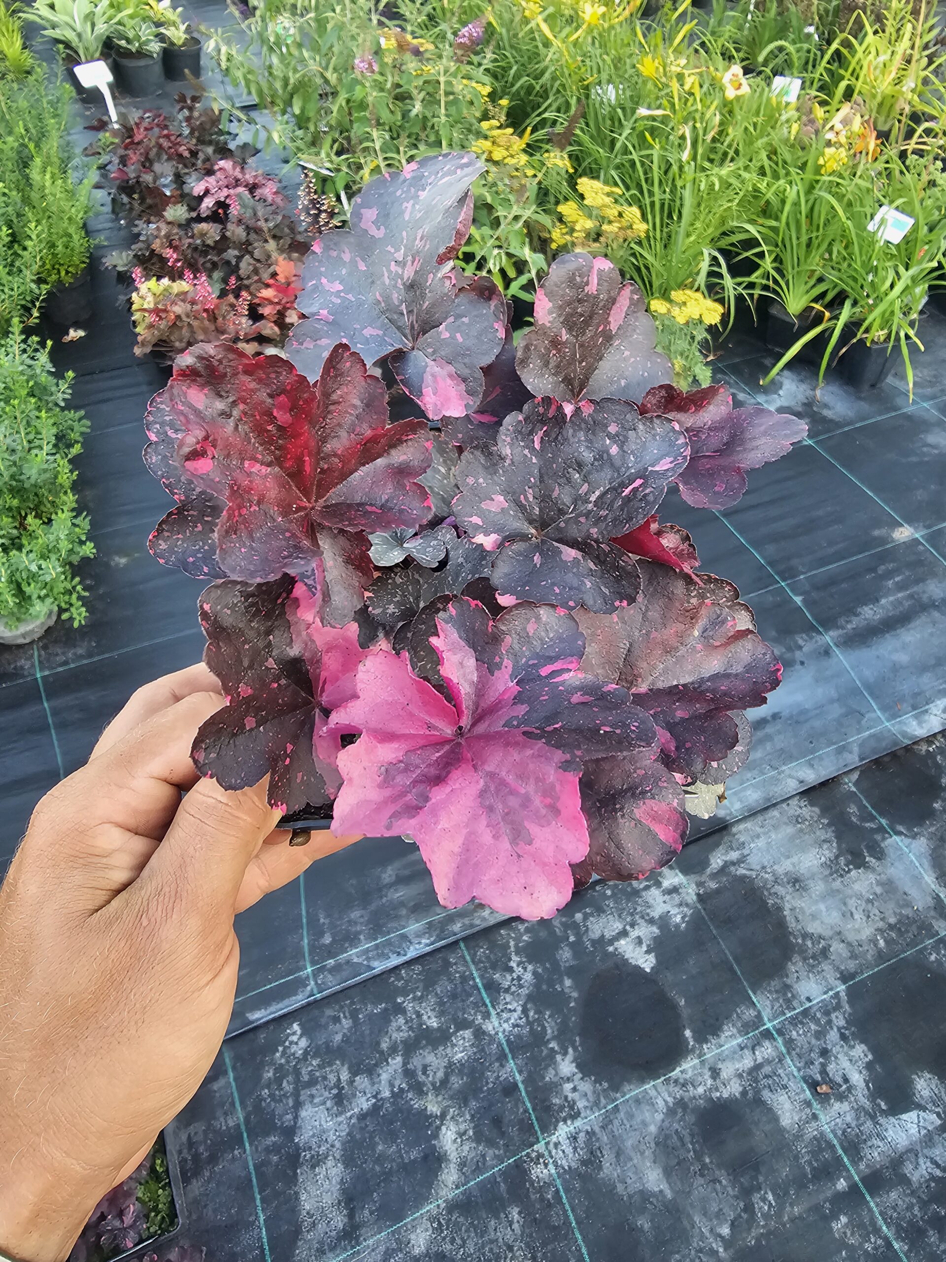 Żurawka Midnight Rose