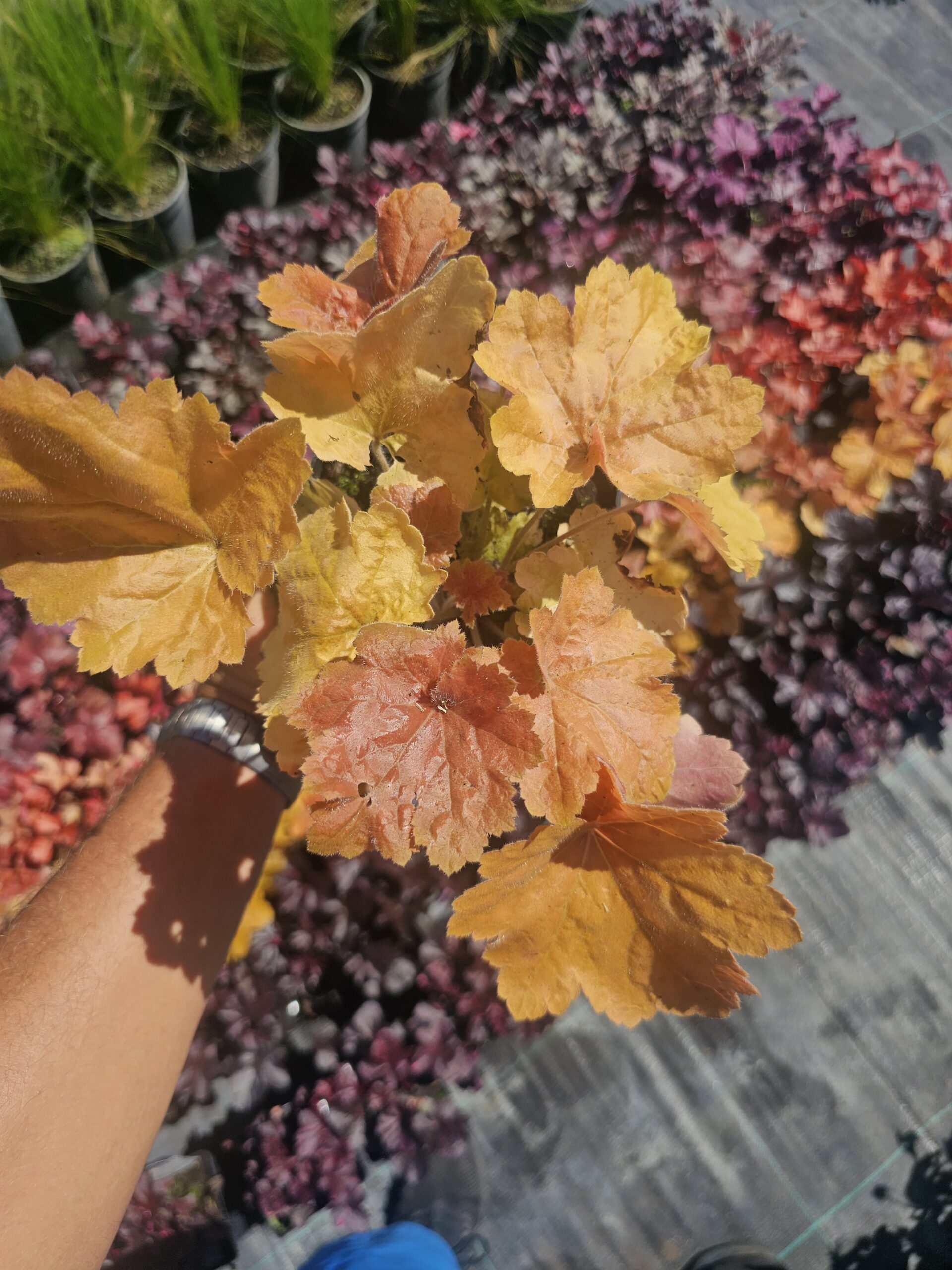 Żurawka Southern Comfort