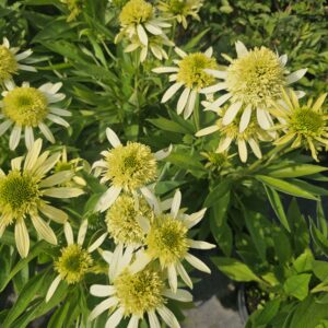 Jeżówka Sombrero Double Lime