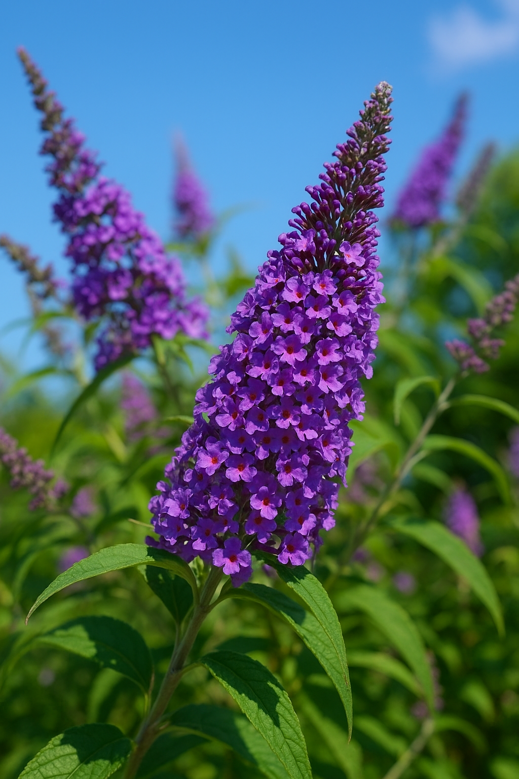 Budleja Dawida – uprawa, cięcie, wymagania i najważniejsze wskazówki. Kompletny poradnik.