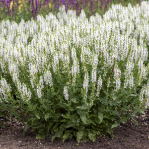 Szałwia Omszona Alba (Adrian)