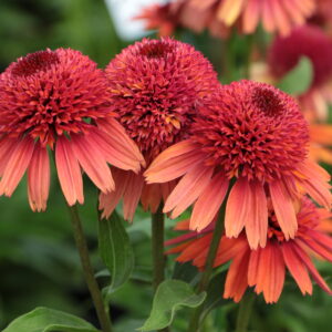 Jeżówka Carrot Cake