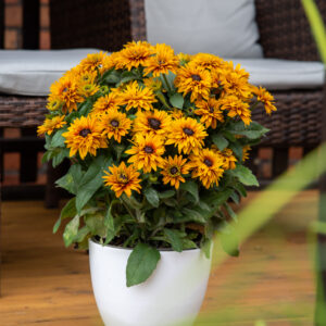 Rudbekia Flamenco® Bright Orange