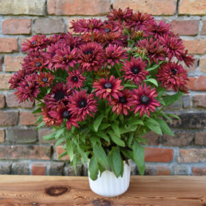 Rudbekia Flamenco® True Red