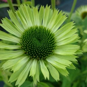 Jeżówka Green Jewel