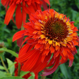 Jeżówka Hot Papaya