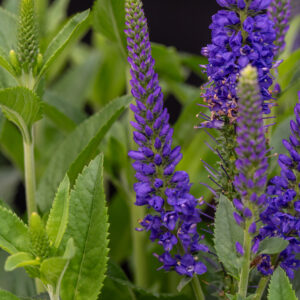 Przetacznik Lancita Blue