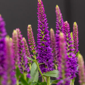 Przetacznik Lancita Purple