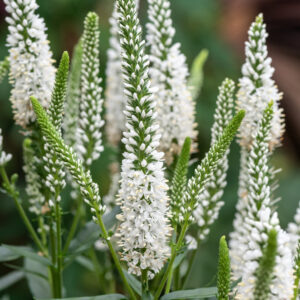 Przetacznik Lancita White