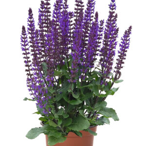 Szałwia Omszona Midnight Purple