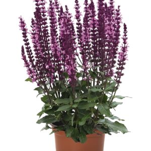 Szałwia Omszona Midnight Rose