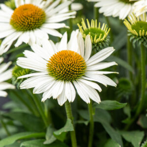 Jeżówka Pearl™ White