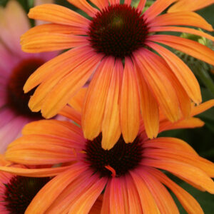 Jeżówka Rainbow Marcella