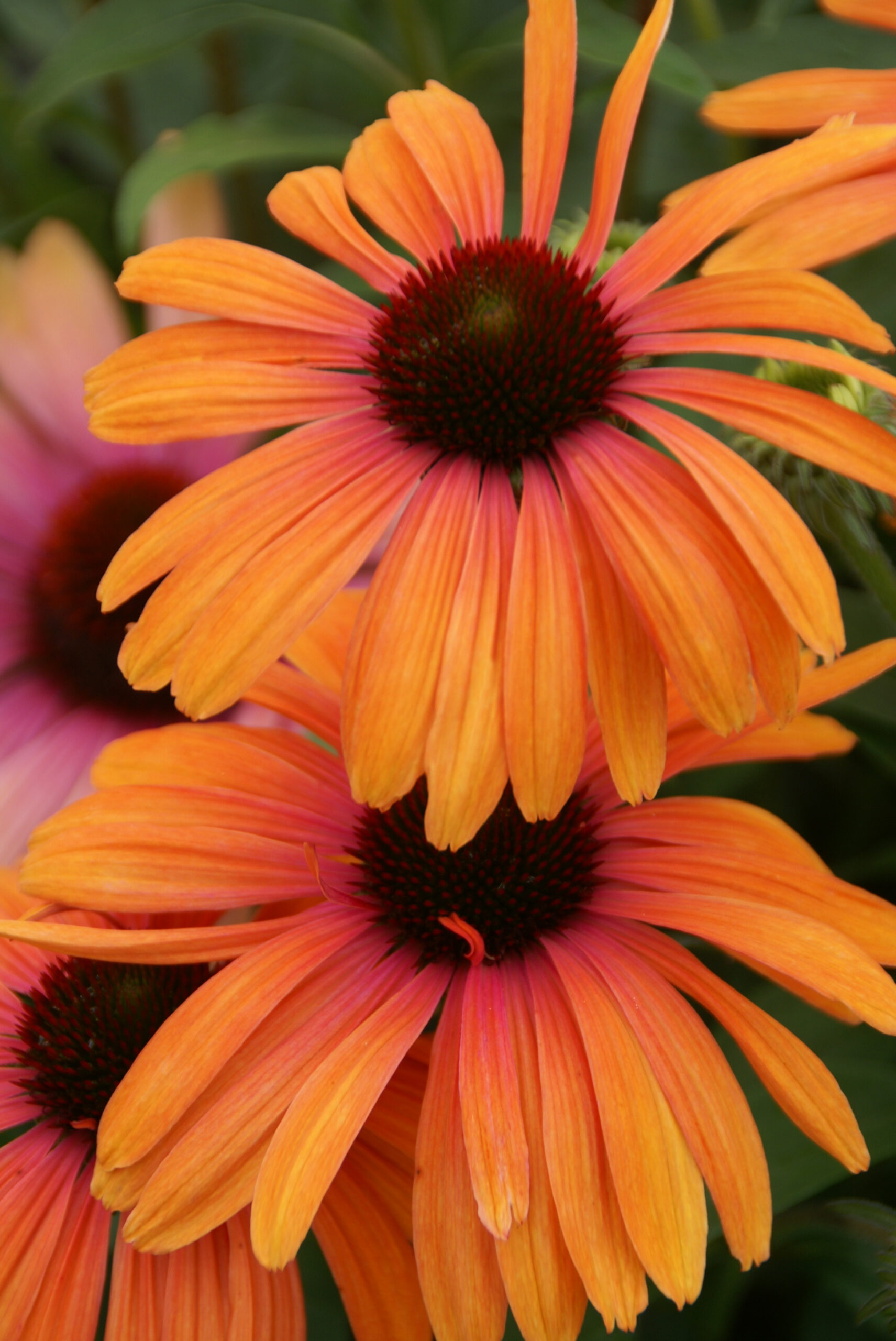 Jeżówka Rainbow Marcella