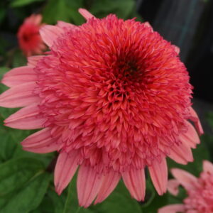 Jeżówka Raspberry Truffle