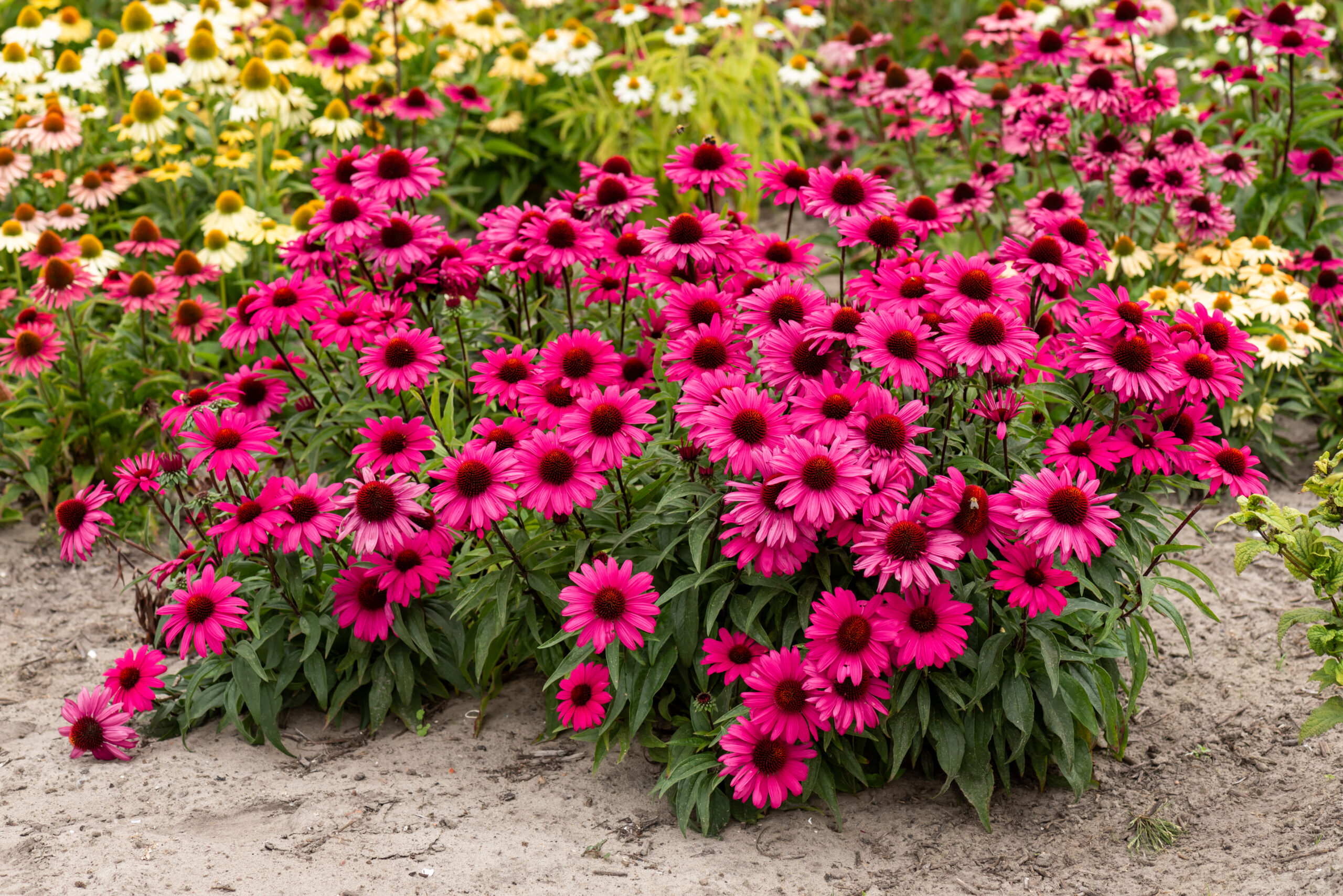 Jeżówka – wszystko co musisz wiedzieć.