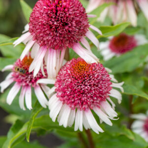 Jeżówka Strawberry and Cream