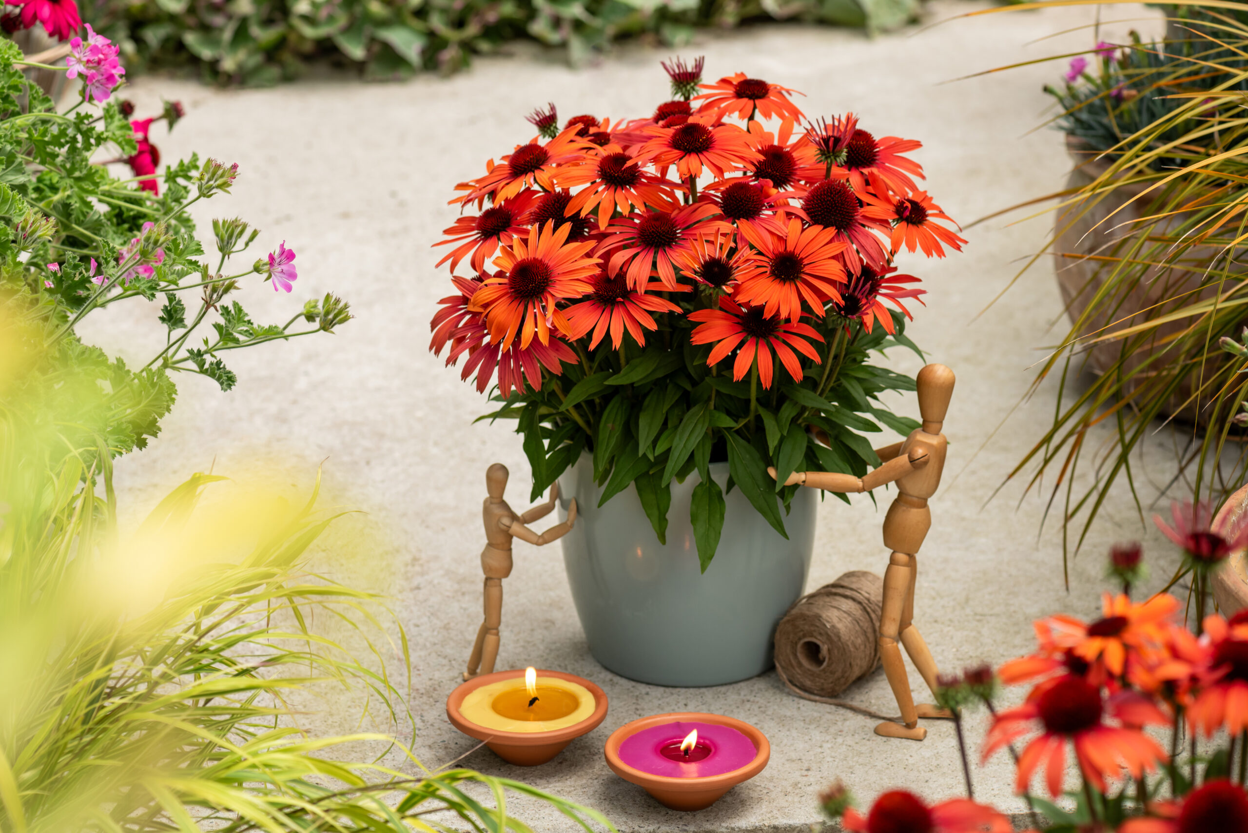 Jeżówka SunMagic Vintage Orange - obrazek 4