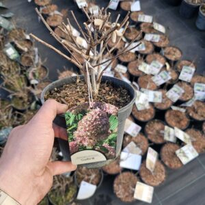 Hortensja Bukietowa Graffiti (PBR)