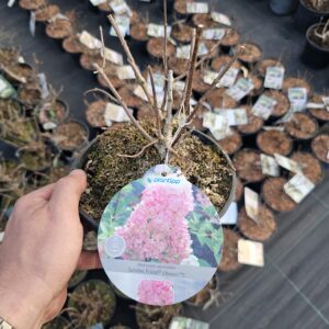 Hortensja bukietowa Sundae Fraise